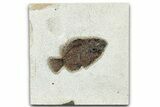 Detailed Fossil Fish (Cockerellites) - Wyoming #328083-1